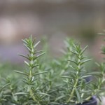rosemary
