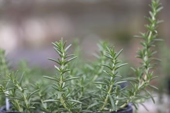 rosemary