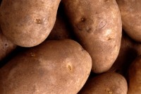 potato