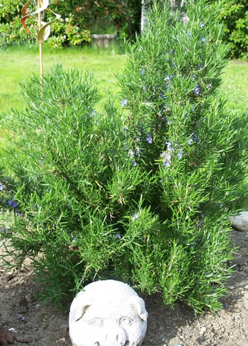 Rosemary Plant