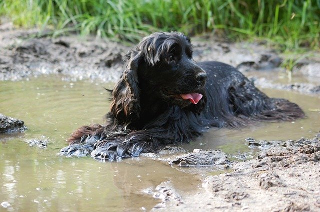 Wet Dog