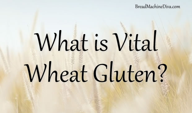 What is Vital Wheat Gluten