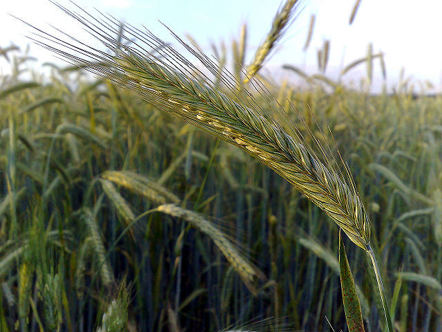 A Field of Rye