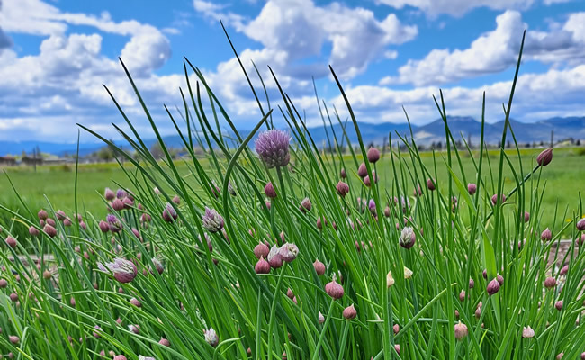 Chives